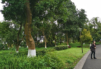 张坝桂圆林旅游区第 9 张图片