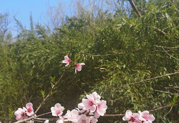 桃花涧第 32 张图片