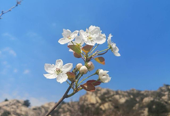 桃花涧第 31 张图片