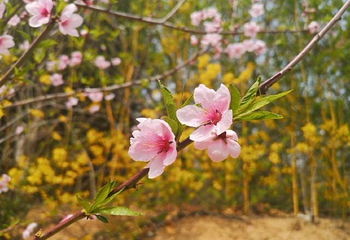 桃花涧第 30 张图片