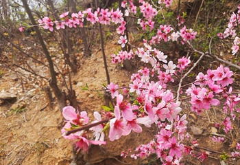 桃花涧第 29 张图片