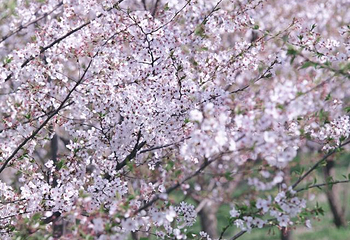 平山森林公园第 28 张图片
