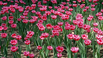 兴庆宫公园第 171 张图片