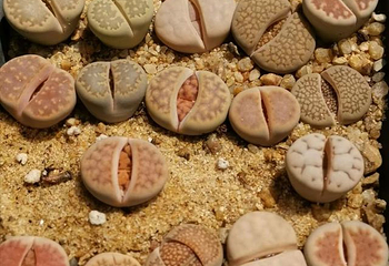 东南植物乐园第 28 张图片