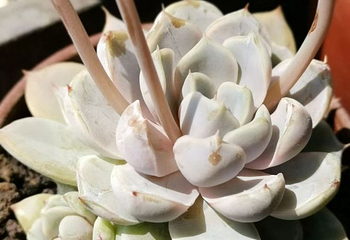 东南植物乐园第 27 张图片