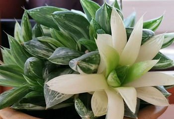 东南植物乐园第 25 张图片
