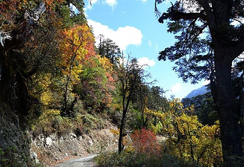 高黎贡山第 83 张图片