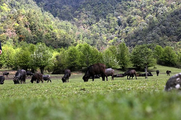 高黎贡山第 81 张图片