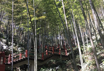 赤水竹海公园第 16 张图片