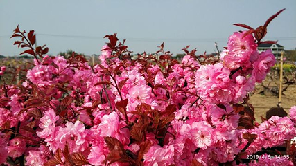 南汇桃花村第 25 张图片