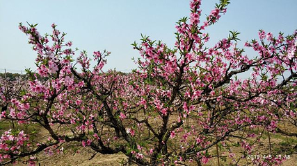 南汇桃花村第 24 张图片