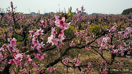 南汇桃花村第 22 张图片