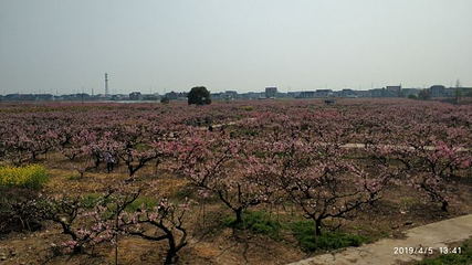 南汇桃花村第 20 张图片