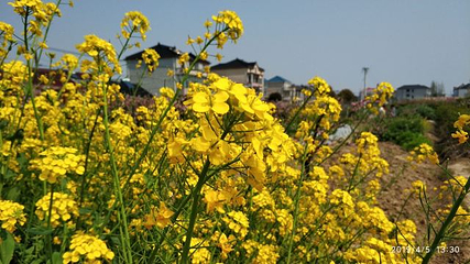 南汇桃花村第 19 张图片