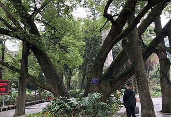 柳侯公园第 34 张图片
