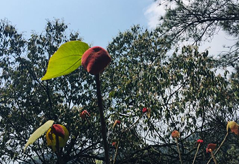 缙云山第 43 张图片