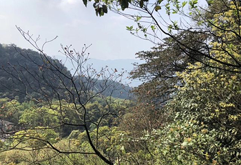 缙云山第 44 张图片