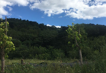 北普陀山第 50 张图片