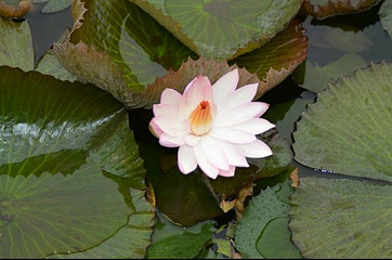 流花湖公园第 56 张图片
