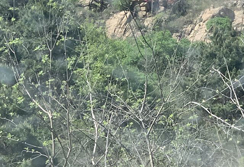 桐柏山淮源风景区第 21 张图片