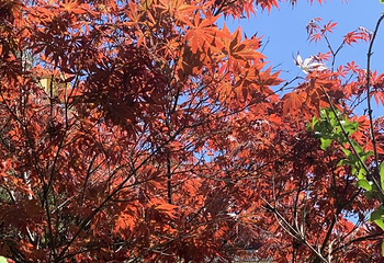 桐柏山淮源风景区第 17 张图片