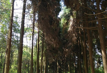 锦屏山第 21 张图片