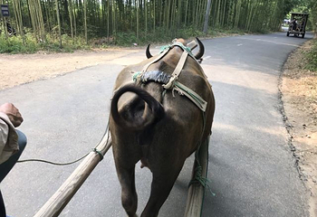 双溪漂流景区第 39 张图片