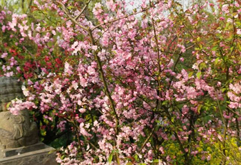 南汇桃花村第 13 张图片