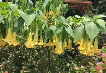 星罗纪大森林景区(广州二龙山花园)第 25 张图片