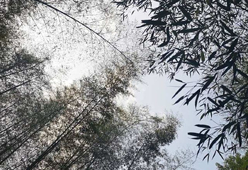 牯牛降国家级自然保护区第 40 张图片