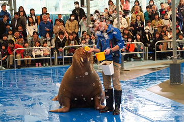 鸟羽水族馆第 10 张图片