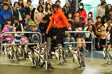 鸟羽水族馆第 7 张图片