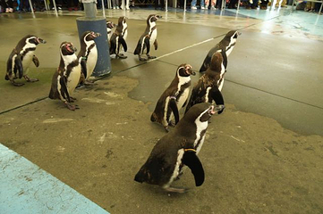 鸟羽水族馆第 5 张图片