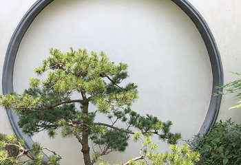 可园第 61 张图片