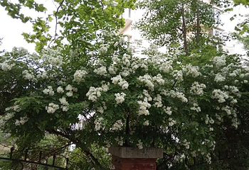 海滨风景区-百花苑第 7 张图片