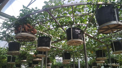 寿光蔬菜高科技示范园第 28 张图片