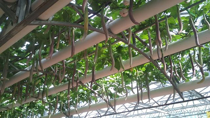 寿光蔬菜高科技示范园第 25 张图片