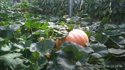 寿光蔬菜高科技示范园第 23 张图片
