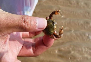 刘家湾赶海园第 66 张图片
