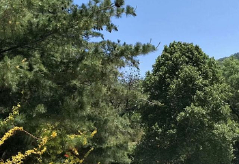 鲁山国家森林公园第 59 张图片