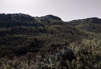 茶山竹海第 37 张图片