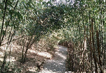 茶山竹海第 34 张图片