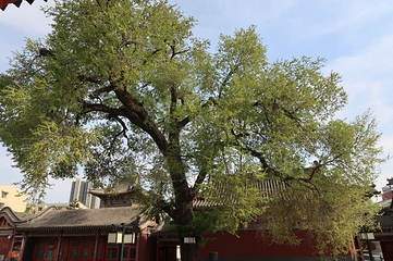 五塔寺第 20 张图片