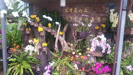 东南植物乐园第 23 张图片