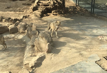 烟台动物园第 8 张图片