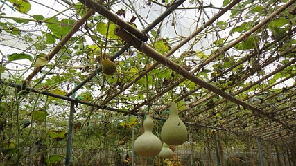 天行森林公园第 20 张图片