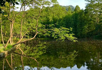 大夫山森林公园第 31 张图片