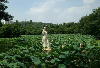 大夫山森林公园第 29 张图片