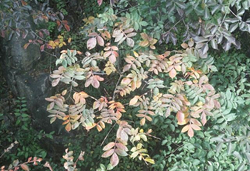济南植物园第 38 张图片