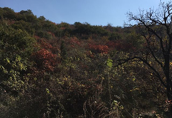 竹林长寿山第 31 张图片